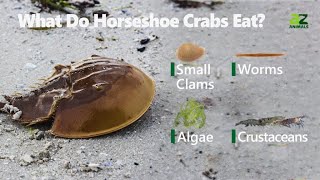 IELTS reading 31 Horseshoe crab [upl. by Kaycee]