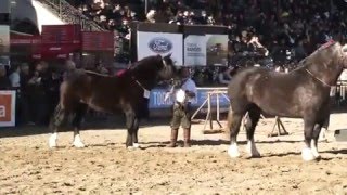 wwwinfolinktv  PERCHERON  ¡FLOR DE CABALLO [upl. by Notgnirra140]