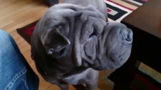 RARE DOGCHINESE BLUE TONGUE SHAR PEI [upl. by Huntley]