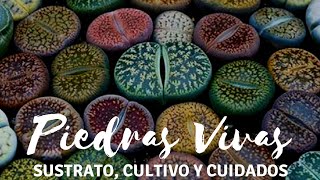 Lithops Las piedras vivas [upl. by Adnolat467]