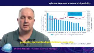 Video 3  Português  Achieving consistent gains through xylanase application in swine PT [upl. by Ahsinal]