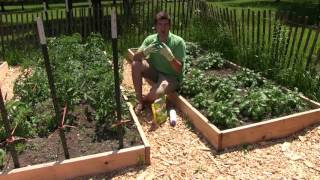 Using Diatomaceous Earth In the Garden  What Is It amp How to Use It [upl. by Serafina]