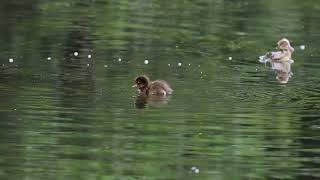 0724 Tufted Duck [upl. by Hsirehc]