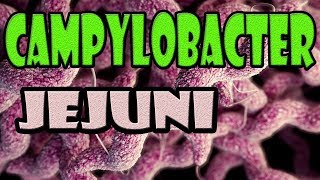 campylobacter jejuni [upl. by Hnim215]