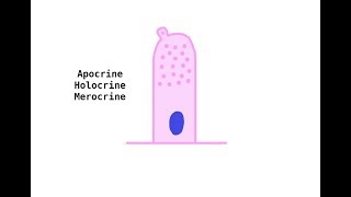 Apocrine Holocrine Merocrine glands [upl. by Duyne]