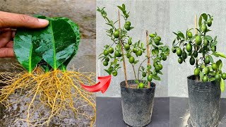 Technique of propagating lemon trees by leaves using effervescent VITAMIN [upl. by Harding8]