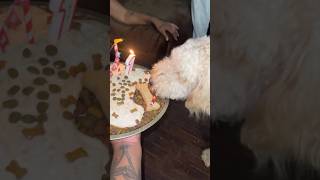 Dog eats cake Forgot to post happybirthday dogbirthday dogcake homemade baddog cake subscribe [upl. by Allesor]