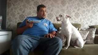 cachorro discute com dono [upl. by Salhcin]