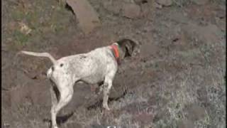 Pointer  English Pointer Dog [upl. by Deenya281]