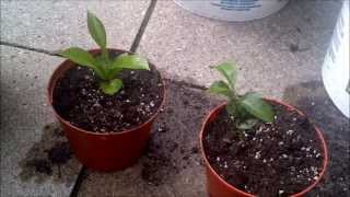 Transplanting my citrus trees [upl. by Milak]