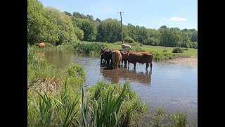 The River Test at Stockbridge Hampshire [upl. by Ylicis688]