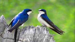 ☞La Golondrina  Nana Mouskouri 제비  나나 무스꾸리 [upl. by Pall188]