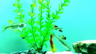 Male guppies fish breeding with platy fish [upl. by Scutt]