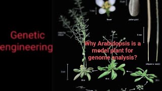 Arabidopsis  model plant for genome analysispyqgeneticengineeringbscbiotechkumaununiversitypyq [upl. by Aniled219]