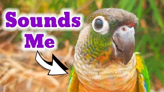 pyrrhura molinae conure parrot natural SOUNDS My bird is happy when it sings animal sounds Pyrrhura [upl. by Halden]