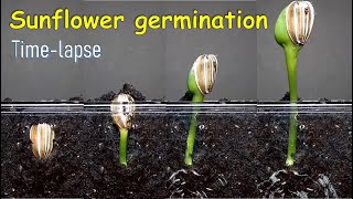 Sunflower germination timelapse [upl. by Haldeman]