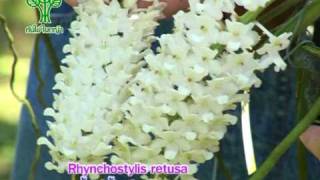 Rhynchostylis retusaกล้วยไม้ไทยไอยเรศ [upl. by Pero]