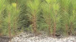 Southeast Georgia Farm Grows Seedlings For Forest Replanting [upl. by Alenas307]