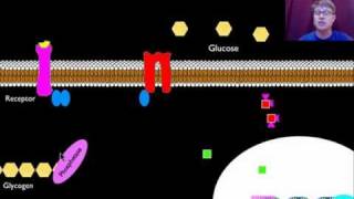 Signal Transmission and Gene Expression [upl. by Notsgnal972]