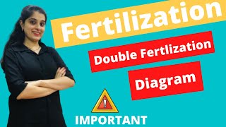 Fertilization in Plants Class 9 ICSE Biology Chapter 5 Double Fertilization Plants Class 10 Diagram [upl. by Ajiram]