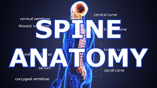 ANATOMY OF THE SPINE [upl. by Elokin]