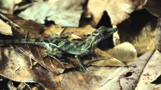 Adapting Anolis  A film by Tom Rowland [upl. by Burne]