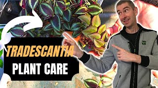 WANDERING JEW TRADESCANTIA PLANT CARE GUIDE [upl. by Mena]