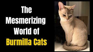 The Mesmerizing World of Burmilla Cats [upl. by Tillford841]