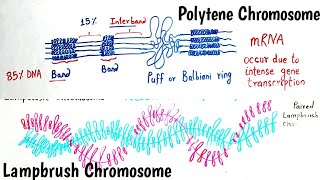 Giant Chromosomes  Polytene Chromosomes and Lampbrush Chromosomes  Giant Chromosome Hindi amp Eng [upl. by Eyk577]