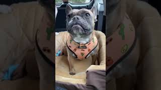 French Bulldog throws a tantrum in the car [upl. by Romano541]