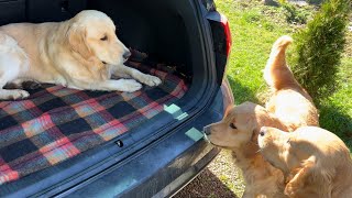 Dogs Won’t Let Their Best Friend Go Home Most Adorable Goodbye [upl. by Euseibbob]