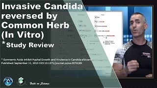 Invasive Candida reversed by Common Herb In Vitro ⭐ [upl. by Aynotel850]