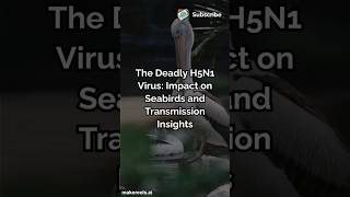 The Deadly H5N1 Virus Impact on Seabirds and Transmission Insights science birdflue viralvideo [upl. by Carolynne770]