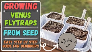 Growing Venus Flytraps From Seed For Beginners  Easy Step By Step Guide [upl. by Naugal]