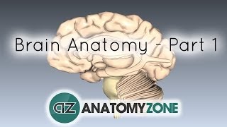 Basic Parts of the Brain  Part 1  3D Anatomy Tutorial [upl. by Rocco]