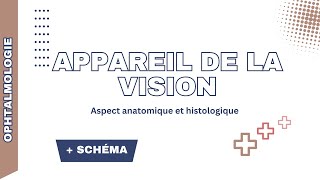 Appareil de vision  Sclère cornée choroïde corps ciliaire iris cristallin rétine HA et HV [upl. by Longley]