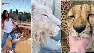 Incredible Big Cat Interactions with Humans Caught on Camera [upl. by Edlihtam]