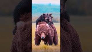 Heartwarming Moments Mothers and Their Young heartwarming wildanimals motherlove love [upl. by Nayd]