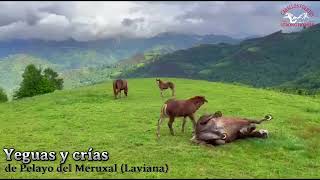 🐎Potro burguete de 2 años yeguas y crías de Pelayo del Meruxal Laviana [upl. by Aiyotal]