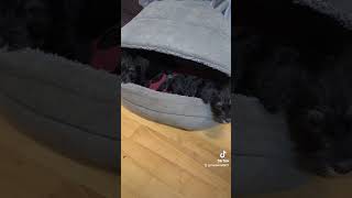 Ich denke puppy fypシ゚viral minitureschnauzer cute sortsyoutube pets funny [upl. by Wernher]