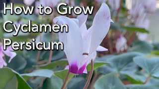 How To Grow Cyclamen persicum  And make it flower year after year care for outdoors [upl. by Ettenuahs]