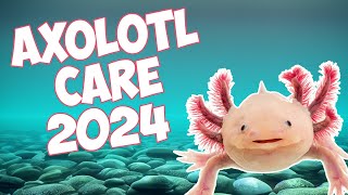 Complete Axolotl Care Guide for 2024 [upl. by Ataliah]