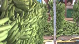 La production de Banane de Guadeloupe amp Martinique [upl. by Iliam]