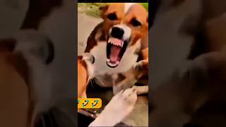 A risada do cachorro animaisengraçados pets videospararir [upl. by Ahrens]