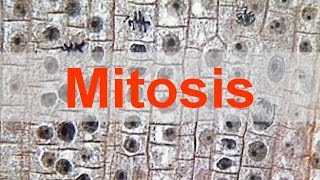 Mitosis [upl. by Straus]