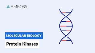 Protein Kinases Cell Signaling and Phosphorylation [upl. by Rumney]