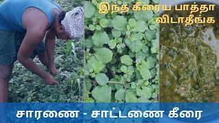 சாரனை கீரை  Saranai Keerai  Pasalai Keerai Kadayal  Sattanai Keerai  Healthy Keerai Kadayal [upl. by Lebisor]