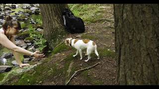 Outside Dog  Pentax K1 Mk II Video Test [upl. by Gretna]