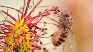 Cape Sundews Trap Bugs In A Sticky Situation  Deep Look [upl. by Darahs]