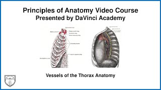 Vessels of the Thorax Anatomy Thorax Anatomy 11 of 16 [upl. by Maximilian]